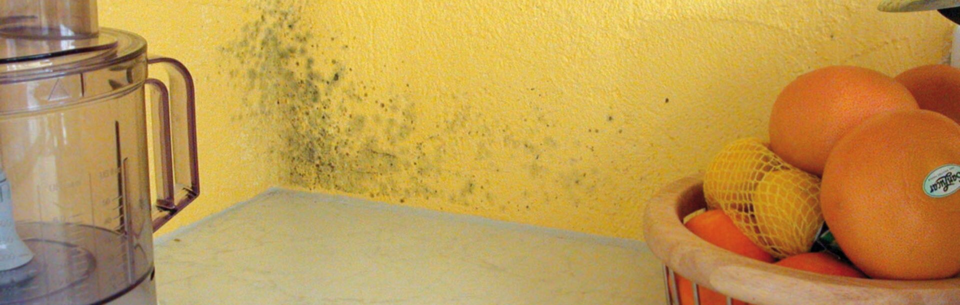 Remove fungus from the wall and prevent its formation